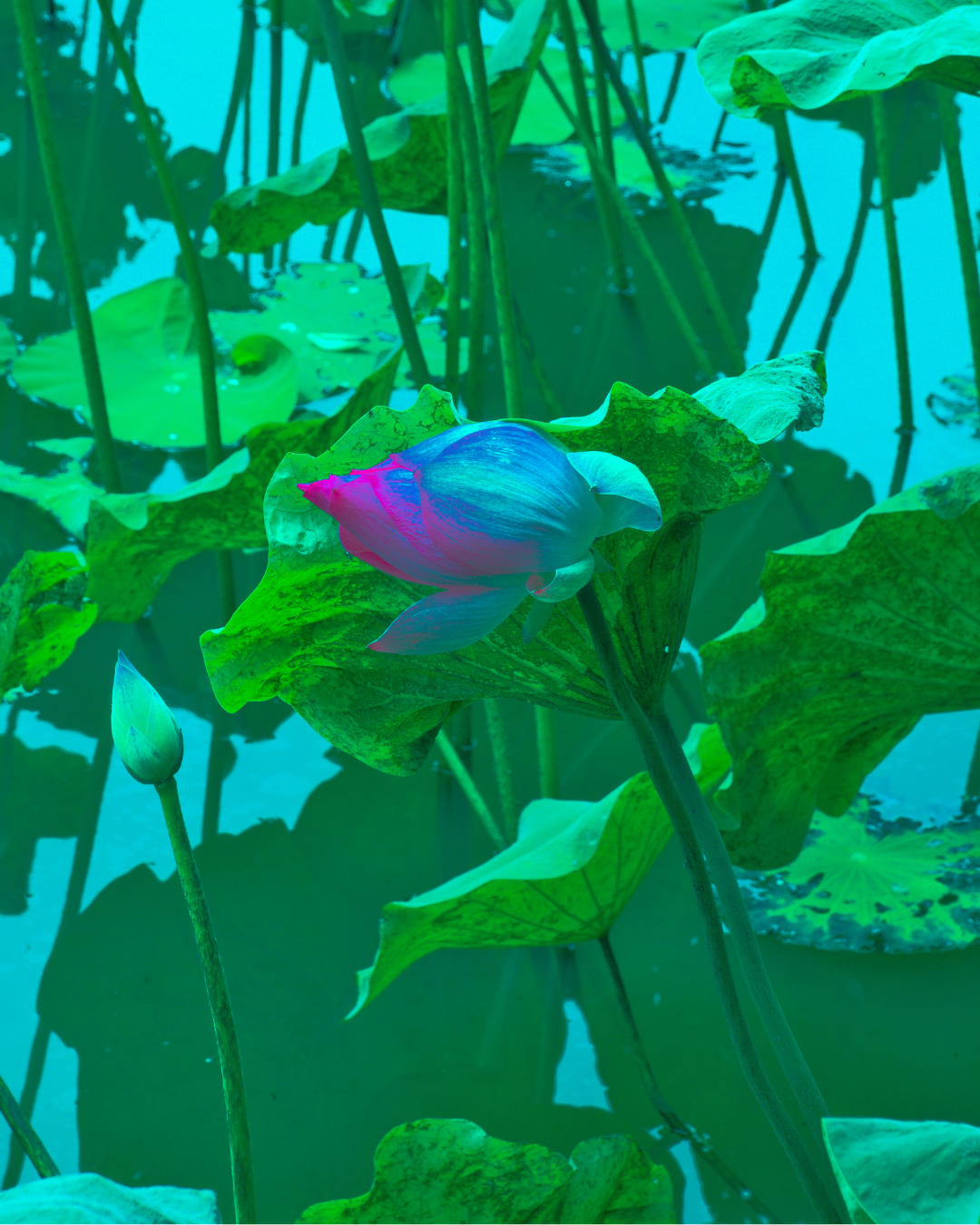 Blue Lotus Flower Body Serum