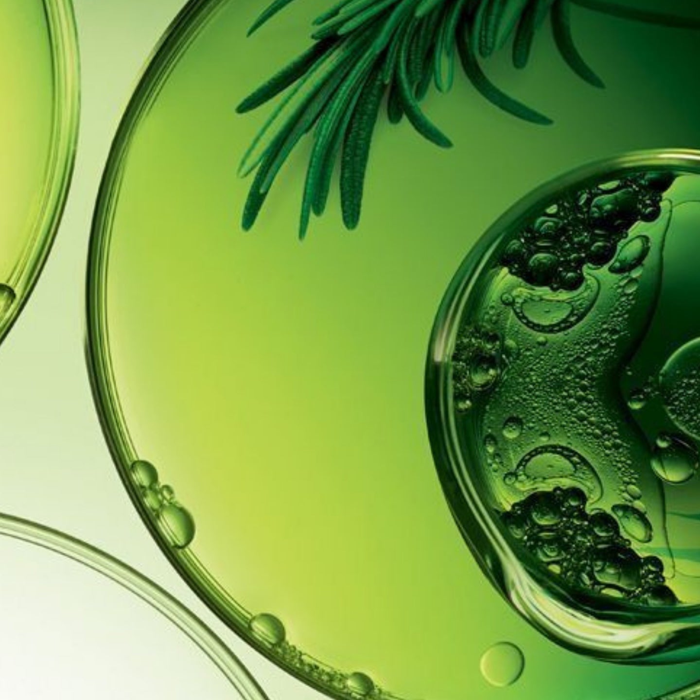 Sea Serum: Seamoss + Spirulina