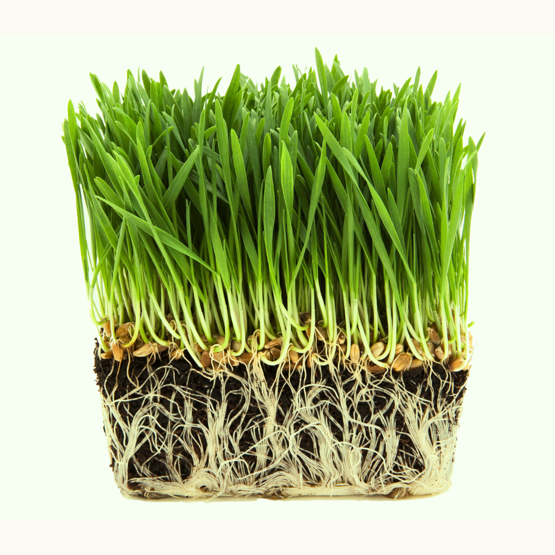 WHEATGRASS