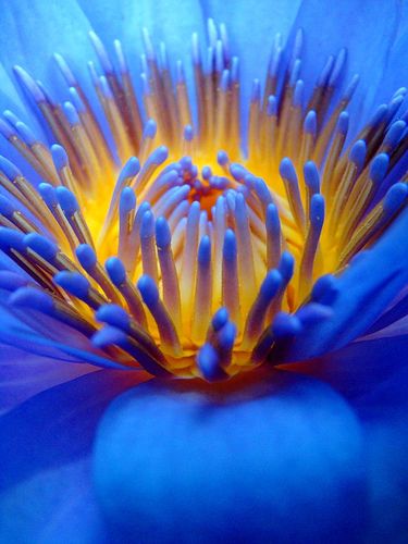 Blue Lotus Flower Body Serum