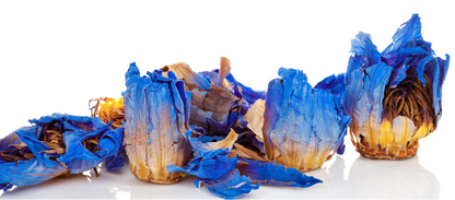 Sun Glow Blue Lotus Body Serum