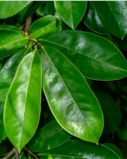MATCHA + BLUE LOTUS COCONUT WHIPPED BODY BUTTER
